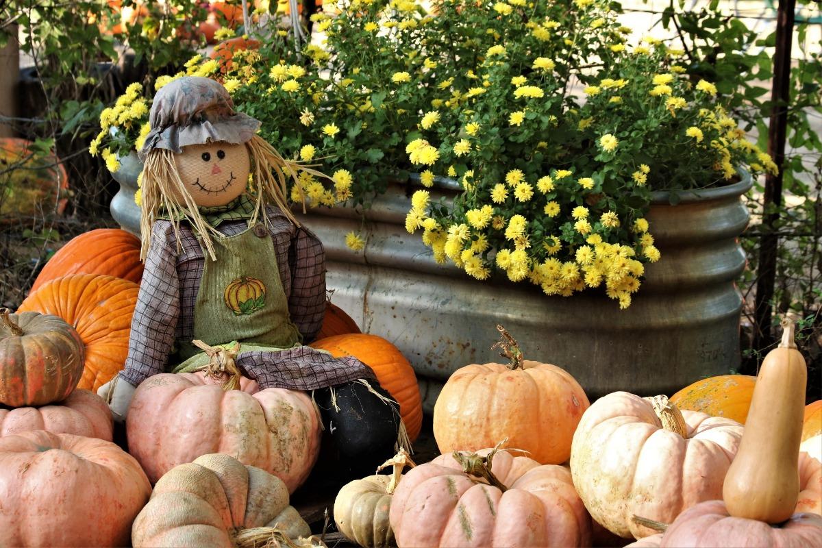 A festive fall display featuring a scarecrow surrounded by pumpkins and brigh yellow flowers in a large metal container.