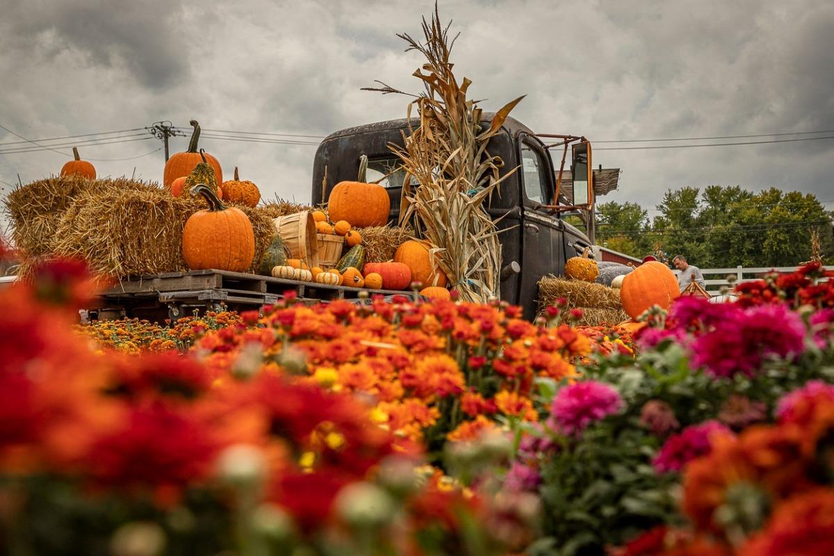 fall festival at a local farm with antique truck and pumpkins