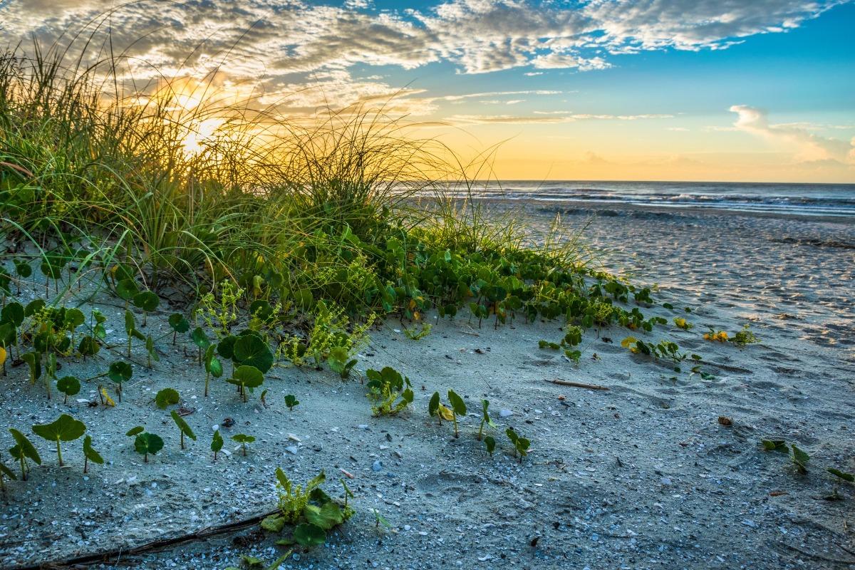 A serene sunrise over a sandy beach in North Myrtle Beach, with green vegetation in the foreground and calm ocean waves in the distance in the fall.